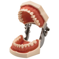 Model dentystyczny model zębów zęby gumowe Model nauczania standardowy Model dentystyczny Typodont demonstracja z wymiennym zębem 200H 5